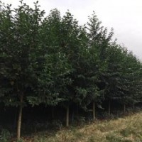 四川成都樂昌含笑基地樂昌含笑價(jià)格樂昌含笑直銷8-30公分樂昌含笑