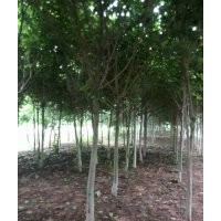 供青桐，法桐，紫葉李，欒樹(shù)，黃山欒，黃連木，流蘇，紅白玉蘭，