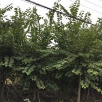 四川崇德園林羊蹄甲基地 優(yōu)質(zhì)精品羊蹄甲 批發(fā)價(jià)出收啦