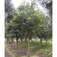 四川崇德園林杜英基地 優(yōu)質(zhì)精品 批發(fā)價(jià)出售