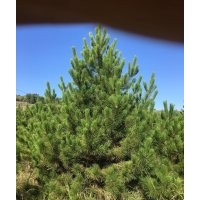 油松4米大量處理