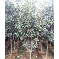 云南地區(qū)供應(yīng) 紅葉石楠