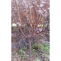 大量供應5至8公分紅葉李，5,6公分紅葉李,1至2公分紅葉李小苗，