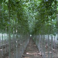 供應(yīng)白蠟，15-28公分，4年冠