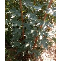 山東諸城供應(yīng)五角楓小苗