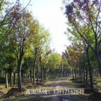 10公分櫸樹最新報(bào)價(jià)，櫸樹價(jià)格行情