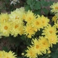 草花、山一花卉苗木草花、草花花期