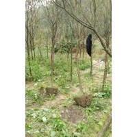 供應(yīng)福建山櫻花