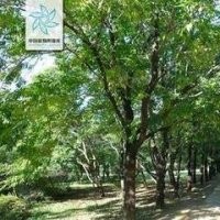 湖南杜仲價格 18公分杜仲價格 23公分杜仲價格