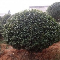 精品大茶花球、茶花、七星茶花小苗