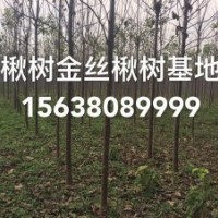 楸樹金絲楸楸樹小苗重河南重點楸樹種植基地