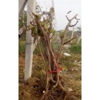 2公分占地葡萄苗價(jià)格=3公分占地葡萄苗價(jià)格？