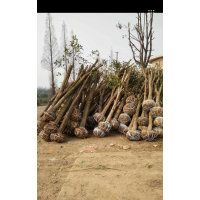 8-15公分桂花骨架