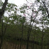 出售美麗異木棉