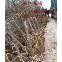 4公分紅梅價格，2017年嫁接紅梅樹苗2-6公分價格