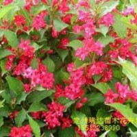 紅王子錦帶基地_紅王子錦帶價(jià)格_河北紅王子錦帶