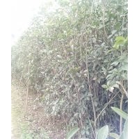 大量出售 5年八月桂 四季桂