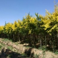 低價出售占地、綠化苗木。