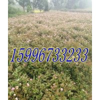 40公分繡線菊價(jià)格，50公分繡線菊價(jià)格