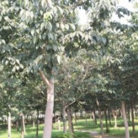 山東大量供應(yīng)2公分3公分5公分杜仲價(jià)格 杜仲產(chǎn)地