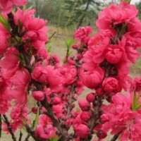 北京壽星桃出售