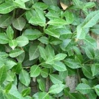 北京扶芳藤綠化苗木出售