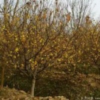 苗圃6000棵6公分臘梅批發(fā)價出售