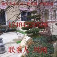 蘇州別墅庭院苗木批發(fā)、綠化苗木種植基地、庭院景觀造型樹木