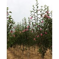 蜀檜柏1-4米 金葉復(fù)葉槭5-7 木槿 各種海棠4-8