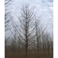 銀杏小苗_興隆銀杏_2公分銀杏小苗