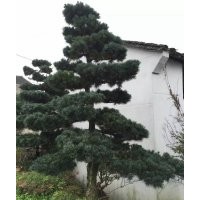 供應(yīng)五針?biāo)?，羅漢松、造型羅漢松，造型五針?biāo)?/></a>
<div><a href=