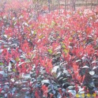 供應(yīng)雪松，樸樹，櫸樹，烏桕，欒樹，香樟，石楠