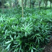 低價供應(yīng)小葉棕竹40-80cm小袋苗和中袋苗都有貨源齊全