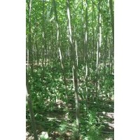 大量出售3～5公分法桐