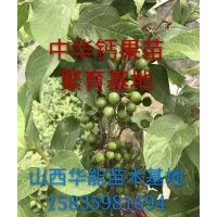 鈣果苗產(chǎn)地直銷，鈣果苗基地，鈣果苗經(jīng)濟價值，鈣果哪個品種好