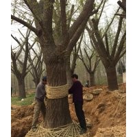 32公分銀杏樹,興隆銀杏,32公分銀杏樹價格