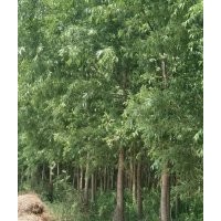 直柳6-7-8-9-10-12-15公分