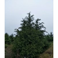 雪松4-5-6-7-8-9米