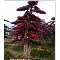 湖南景觀樹(shù)造型紅花繼木 造型榆樹(shù) 造型小葉女貞