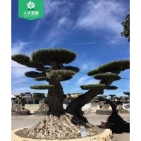 1400年西班牙橄欖樹