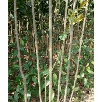 大葉女貞，皂角，雪松，黃楊，香樟出銷