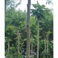 厚樸6-7-8-10-12-15-20公分