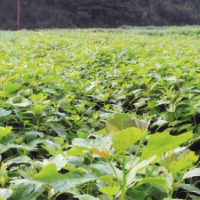 批發(fā)檫木小苗、當(dāng)年生小苗、檫木芽苗、江西供應(yīng)信息