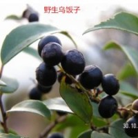 出售野生烏飯子樹苗，南燭高度50-150公分，掛果苗
