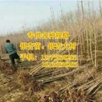 銀杏樹|十萬畝銀杏|12公分銀杏樹的價格