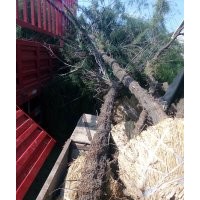 供應(yīng)檉柳大小規(guī)格