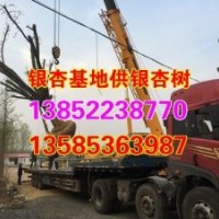 山東銀杏樹苗,興隆銀杏,山東銀杏樹苗出售