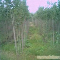 山東精品杜仲基地 15公分18公分杜仲價(jià)格