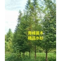 成都水杉 四川水杉價(jià)格 水杉批發(fā)