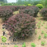 紅花繼木球_金邊黃楊球_龜甲冬青球_紅葉小檗球_火棘球_小葉女貞